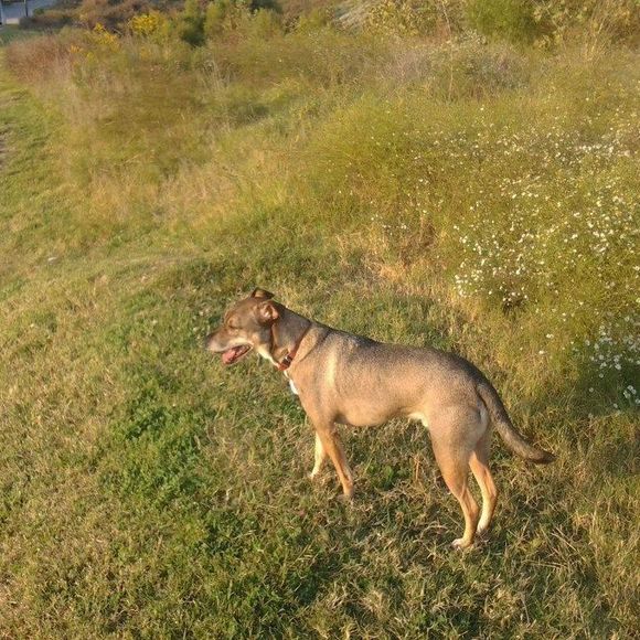 Meet your Posher, Poco - Picture 1 of 1